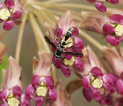 Physocephala marginata