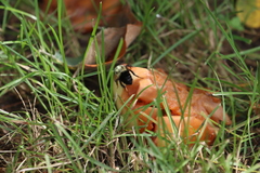 Drosophilidae