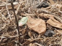 Chlorochroa
