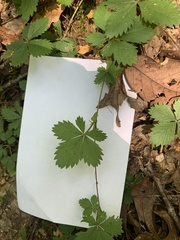 Potentilla simplex