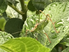 Leptophyes punctatissima