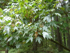 Acer macrophyllum