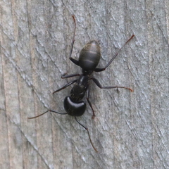 Camponotus pennsylvanicus