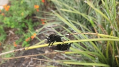 Mallophora leschenaulti