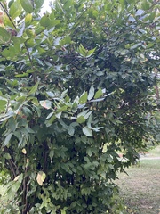 Calycanthus floridus