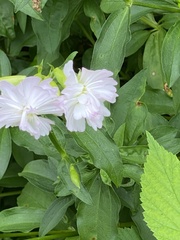 Malva moschata