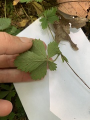 Potentilla simplex