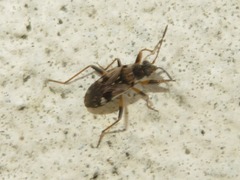 Beosus maritimus