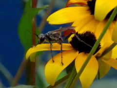 Sphecidae