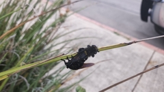 Mallophora leschenaulti