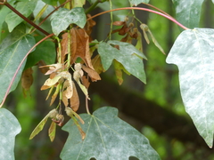 Acer macrophyllum