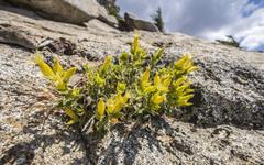 Silene parishii