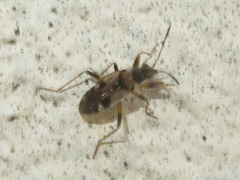 Beosus maritimus
