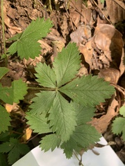 Potentilla simplex