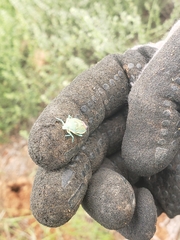 Chlorochroa
