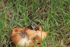 Prenolepis imparis