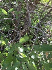 Celtis reticulata