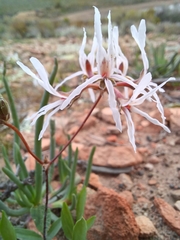 Pelargonium undulatum