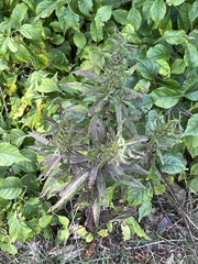 Eupatorium torreyanum