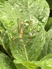 Leptophyes punctatissima