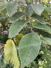 Ulmus rubra