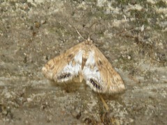 Cataclysta lemnata