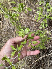 Condalia hookeri