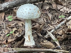 Amanita cokeri