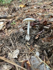 Amanita