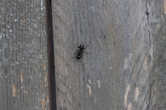 Camponotus pennsylvanicus