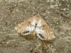 Cataclysta lemnata