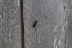 Camponotus pennsylvanicus