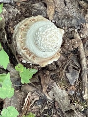 Amanita cokeri