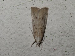 Calamotropha paludella