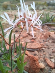 Pelargonium undulatum