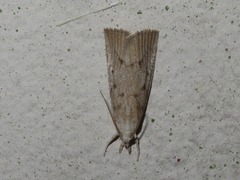 Calamotropha paludella