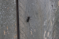 Camponotus pennsylvanicus