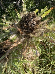 Cirsium scariosum