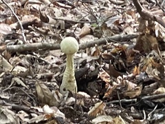 Amanita cokeri