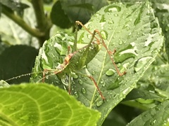 Leptophyes punctatissima