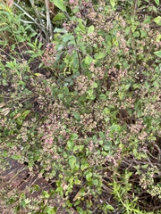 Origanum vulgare