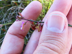 Polygala garcinii