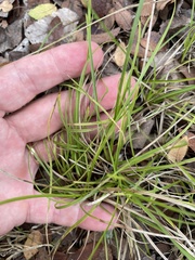 Carex planostachys