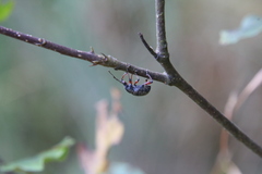 Otiorhynchus coecus