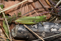 Chorthippus dorsatus