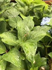 Leptophyes punctatissima