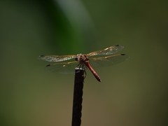 Sympetrum striolatum