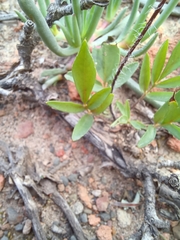 Pelargonium undulatum