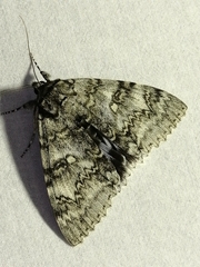 Catocala fraxini