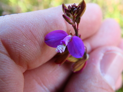 Polygala garcinii